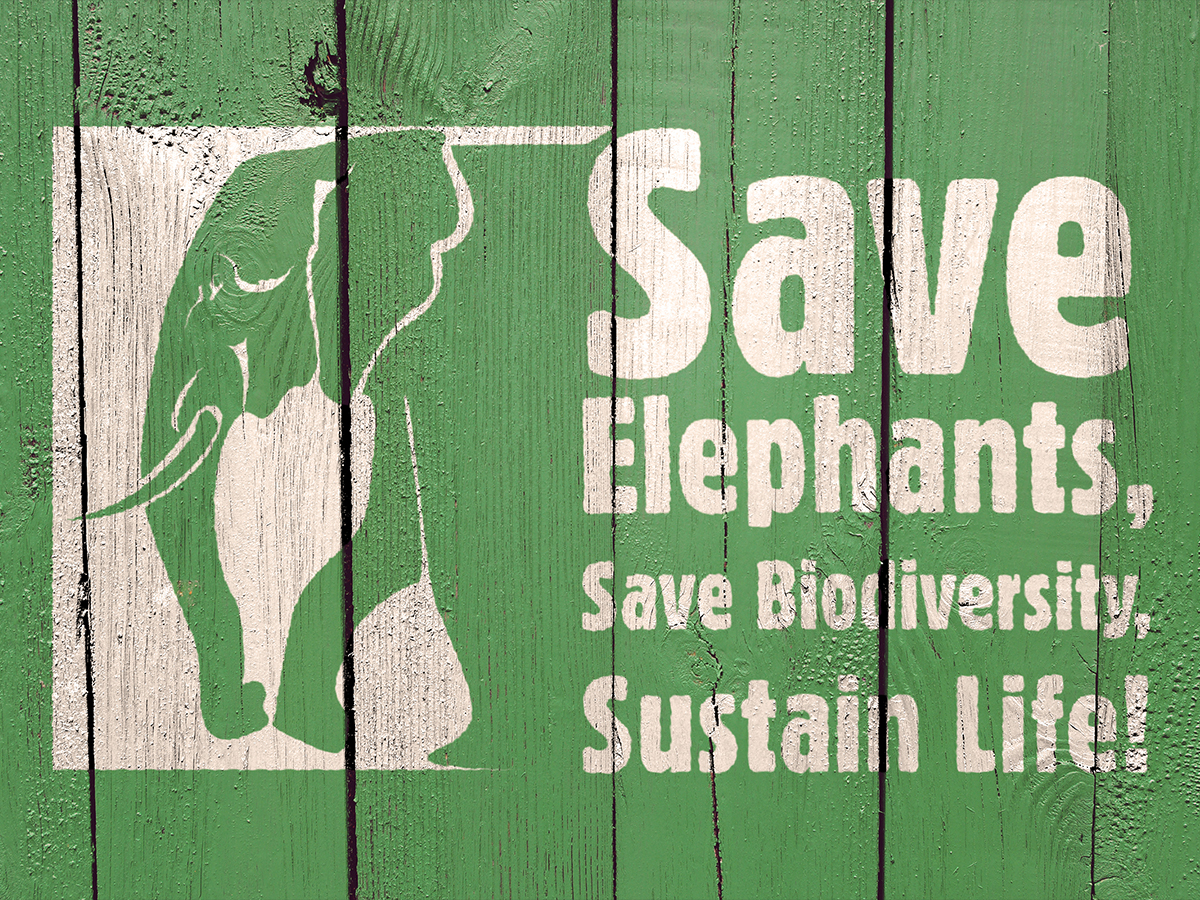 Save Elephants campaign identity